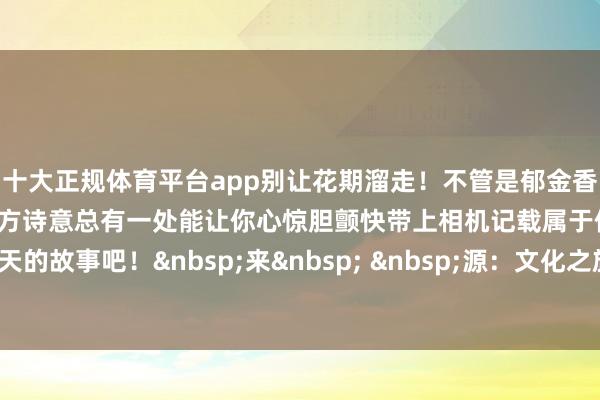 十大正规体育平台app别让花期溜走！不管是郁金香的异地放荡仍